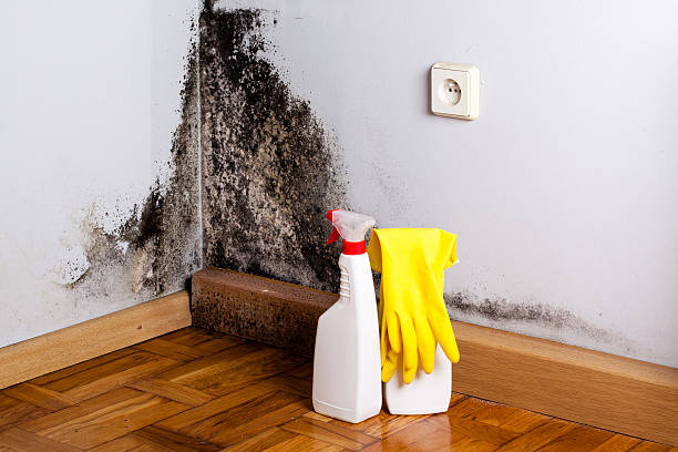 Best Mold Testing  in Salem, NC